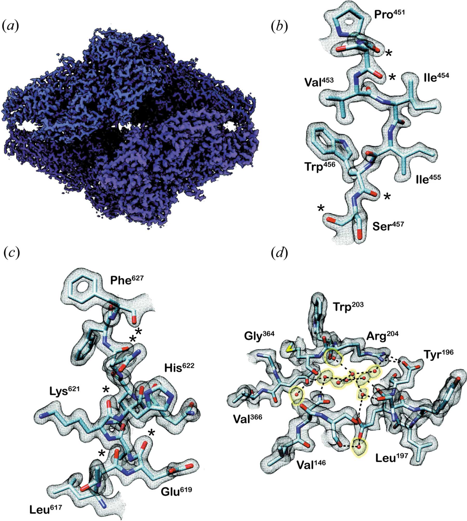 β galactosidase à 2,8 / 2,6 Å avec le CRYO ARM200 β galactosidase à 2,8 / 2,6 Å avec le CRYO ARM200
